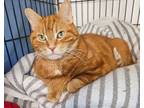 Adopt Saul a Tabby