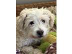 Adopt Obi - Foster or Adopt Me! a Terrier, Cairn Terrier