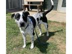 Adopt PAW a American Staffordshire Terrier, Mixed Breed