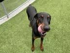 Adopt BOLOGNA a Doberman Pinscher, Mixed Breed