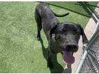 Adopt SANJI a Great Dane, Mixed Breed