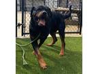 Adopt TREY 2 a Rottweiler