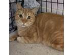 Adopt Morris a Domestic Short Hair