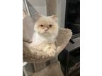 Adopt Kahlua a Himalayan, Persian