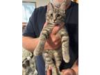 Adopt MICK a Domestic Short Hair, Tabby