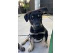 Adopt Milo a German Shepherd Dog