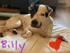 Adopt Billy a Pit Bull Terrier, Shar-Pei