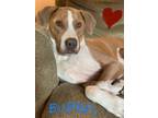 Adopt Bubba a Rhodesian Ridgeback, Great Dane