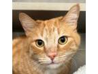 Adopt Leaf a Domestic Short Hair