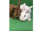 Adopt Albert & BB a New Zealand, Bunny Rabbit