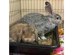 Adopt Haru & June a Flemish Giant