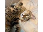 Adopt Bullseye a Domestic Short Hair