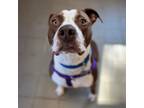 Adopt Willy-Experienced Foster Needed a Pit Bull Terrier