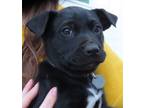 Adopt Bill a Labrador Retriever, Border Collie