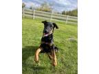 Adopt Brewster Rooster a Airedale Terrier, Retriever