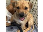 Adopt Stone a Yellow Labrador Retriever