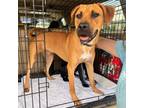 Adopt Lotus a Labrador Retriever