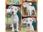 Adopt Loki a Labrador Retriever