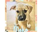 Adopt Meko a Terrier