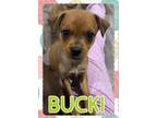 Adopt Bucki a Miniature Pinscher