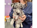 Adopt Tenny aka Murphy a Catahoula Leopard Dog