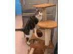 Adopt Donnelly a Domestic Short Hair