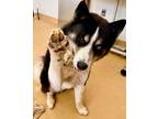 Adopt LUIGI a Alaskan Malamute