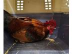 Adopt JUSTIN B a Chicken