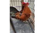 Adopt CORY a Chicken