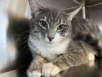 Adopt Squirrel a Domestic Medium Hair, Tabby