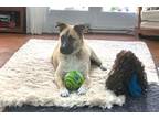 Adopt Hilo aka hulk a Anatolian Shepherd, Belgian Shepherd / Sheepdog