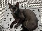 Adopt Phoenix a Domestic Short Hair