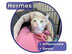 Hermes Domestic Shorthair Kitten Male
