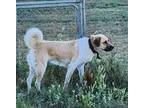 Athena Great Pyrenees Adult Female