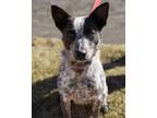 Willow Australian Cattle Dog Adult Female