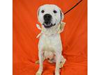 Andy Bernard American Pit Bull Terrier Senior Male