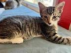 Tabby Domestic Shorthair Young Female