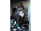 Sylvia Domestic Shorthair Adult Female