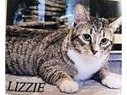 Lizzie Domestic Shorthair Adult Female