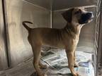 Braveheart Mastiff Young Male