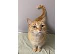 Clarence Domestic Shorthair Adult Male