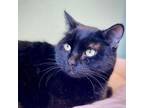Adopt Haskell a Domestic Short Hair