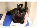 Whoopie Domestic Shorthair Senior Female