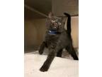Jay Z Domestic Shorthair Young Male