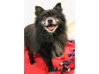 Mr. Fredrickson Pomeranian Senior Male