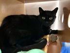 Cupcake Domestic Shorthair Adult Female