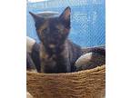 Diamond Domestic Shorthair Kitten Female