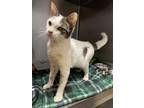 Gertie Domestic Shorthair Adult Female