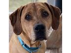 Dixie Labrador Retriever Adult Female