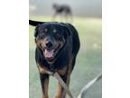 Adopt Reno a Rottweiler, Mixed Breed